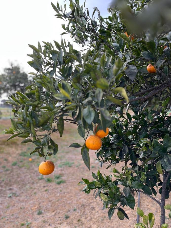 Agua De Verano Сан-Бартоломе-де-ла-Торре Экстерьер фото